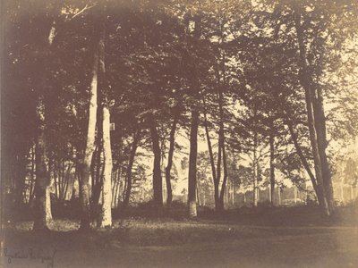 Study of Trees and Pathways by Gustave Le Gray